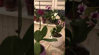 Наконец меня порадовал дендрик!!!!!Phalaenopsis  активировались!!!!#орхомания#🌺🌺🌺🌺🌺