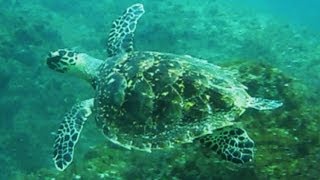 Swimming Hawksbill