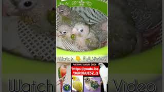 Sun Conure Parrot Chicks #shorts