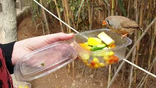 Tenerife Monkey Park - feeding canarian bird