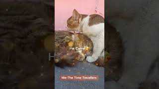 Kitty cat Chintu Dating #cats #kittycat #pets #animals #youtubeshorts