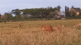 sapi di hamparan sawah #sapi #sapilokal #sapijinak #lembujinak #sapilucu   #sapiternak #gembalasapi