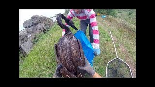 Oil covered swans rescue