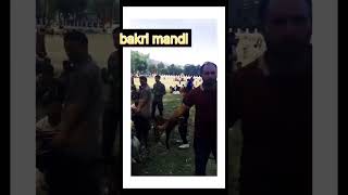 bakra mandi 2024 #shorts #viral #goat #bakra #kurbani2024