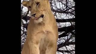 lioness on top of the tree'watch full video+256775927484; for inquiries