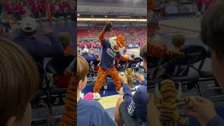 AUBIE THE TIGER🧡💙 11 Time National Champion. #auburn #alabama #shorts #mascot #shortvideo #fyp