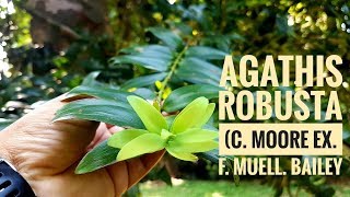 Agathis robusta (C.Moore ex F.Muell.) F.M.Bailey.