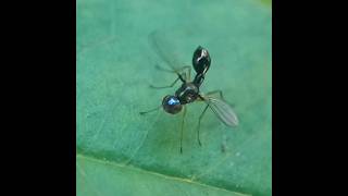 Black Scavenger Fly (Sepsis genus) #scavenger #creature