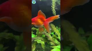 5 JENIS IKAN MAS KOKI iDOLA                #ikanmaskoki#oranda#faintail#blackmoorgoldfish#goldfish