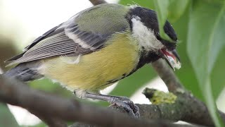 240 fps Kohlmeise gibt ein paar Hiebe auf die Nüsse #Vogelbeobachtung