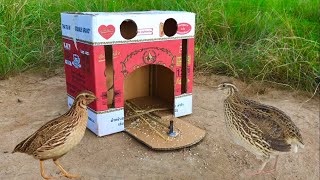 simple Amazing Quail​ Trap Best Using Box Cardboard Bird Trap