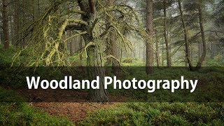 Woodland Photography  - Attention to detail