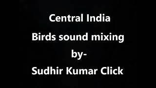 Birds sound mix. Central India.