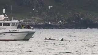 Bottlenose Dolphins back in Church Bay