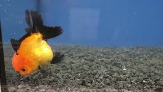 12-13cm High Quality Oranda (9)