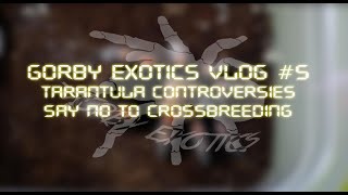 Say No To Crossbreeding - Tarantula Controversies | Gorby Exotics Vlog 5