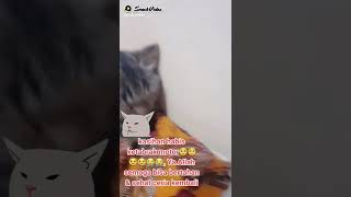 Kucing sakit "Desi kena musibah" keadaan setelah ketabrak motor😭