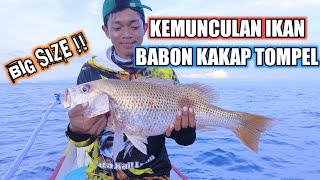 MANCING IKAN KAKAP TOMPEL BABON