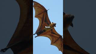 The Fascinating Life of Bats!#short #wildlife #wildanimals #shortsyoutube #animalshorts #animalfacts