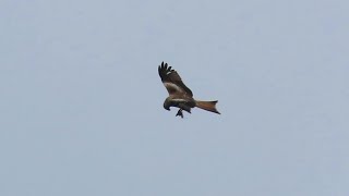 A young Red Kite eating in flight on Rathlin Island