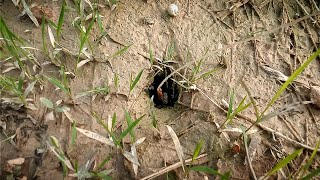 mancing belut monster di tempat angker seru banget