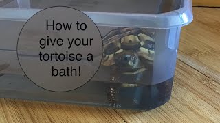 How To Soak Your Pet Tortoise!