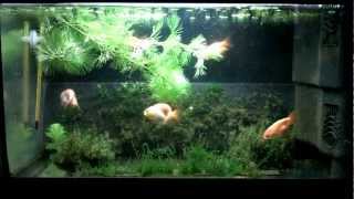 Goldfish fry 11/04/2012