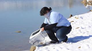 Western Grebes Release   October 2020