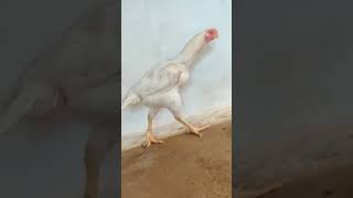 A1 Parrot beak long tail female| #shorts #parrotbeak #aseel #hen #henfight #parrotbeakaseel #pets