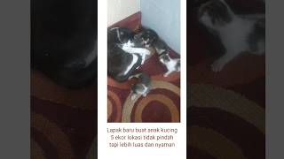 Anak kucing 5 ekor, sudah dapat lapak baru lebih luas dan nyaman.#shorts