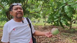 cara perawatan bunga mangga di musim penghujan .