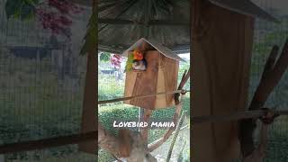 lovebirds making love - bermesraan guys