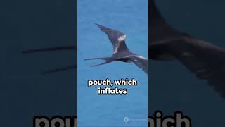 Magnificent Frigate Bird 🐔🕊️🐔🕊️