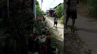 sulton cs jalan2#shortsvideoviral