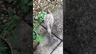 Pheasants eating in front garden 17 May 2024