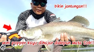 Detik-detik Mini Popper Kayu Meledak Dihajar Papa Barra‼️Ultralightcasting Tambak Sedari