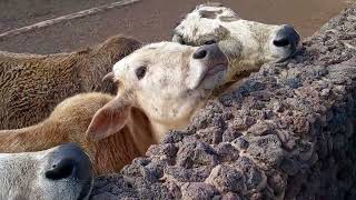 Las vacas y los caballos en el Cocodrilo Parque de Gran Canaria