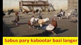 Gole Rangeen kabootar || Rasheed kalia Pigeons