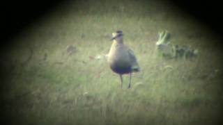 Stäppvipa (Vanellus gregarius), Morups tånge (Hl).