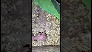 Green Ringneck Parrot Start Hatching Maa Shaa ALLAH #shorts #shortfeeds #rawparrot