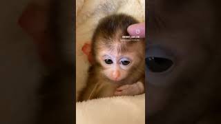 cute monkey