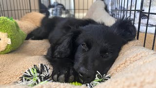 I GOT A PUPPY | 12 Week Old Golden Retriever/ Border Collie Mix | Vlog