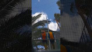 Parrots #parrot #shortvideo #loro