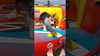 Corgi's First Time in Water