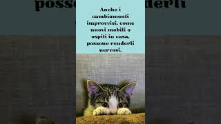 Le Paure dei Gatti   #shorts #curiosità #amicifelini #cute #cat #viralvideo