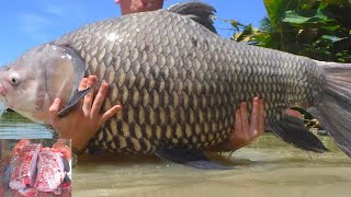 Cutting of large fish by machine | Incredible Huge Katla Fish Cutting Live In Fish Market | Fish