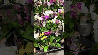 Orchids Plants #shortfeed  #shortsyoutube #shortvideo #shortsbeta #shorts #orchids #plants