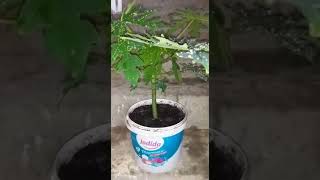 Une plante papaye variété California IPB9 nain .