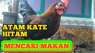 AYAM KATE 2 EKOR WARNA HITAM JANTAN DAN BETINA SEDANG MENCARI MAKAN DI TANAH URUG SAAT PEMBANGUNAN