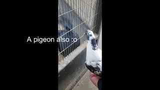 #Shorts Guapon flirting with a Blue Crowned Pigeon!